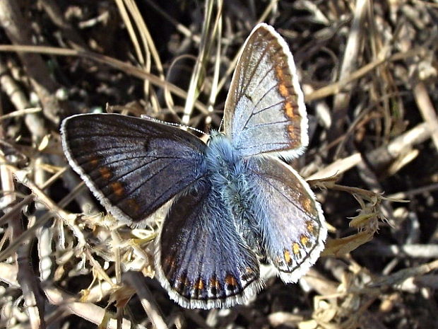 modráčik obyčajný-samička (modrá forma) Polyommatus icarus