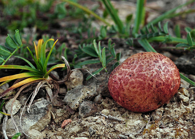 koreňovec Rhizopogon sp.