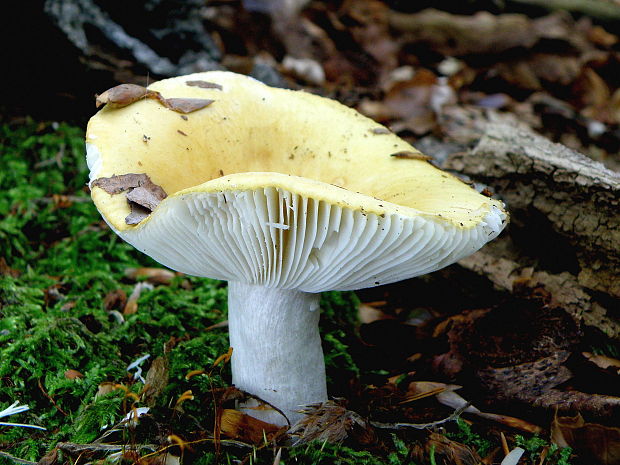 plávka hlinovožltá Russula ochroleuca Fr.