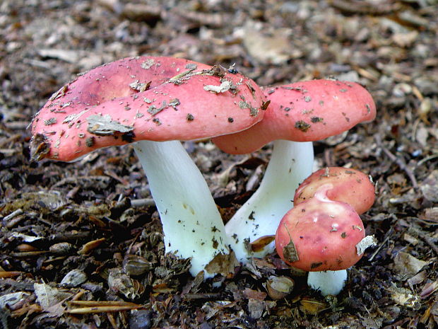 plávka Russula sp.