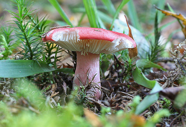 plávka vínovočervená Russula xerampelina (Schaeff.) Fr.