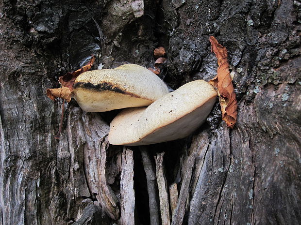 penovec obyčajný Sarcodontia spumea (Sowerby) Spirin