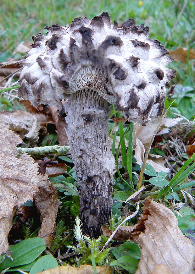 šiškovec šupinatý Strobilomyces strobilaceus (Scop.) Berk.