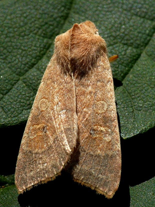 mora očkatá Xanthia ocellaris