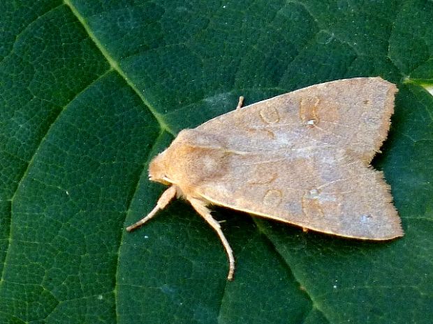 mora očkatá Xanthia ocellaris