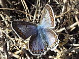 modráčik obyčajný-samička (modrá forma)