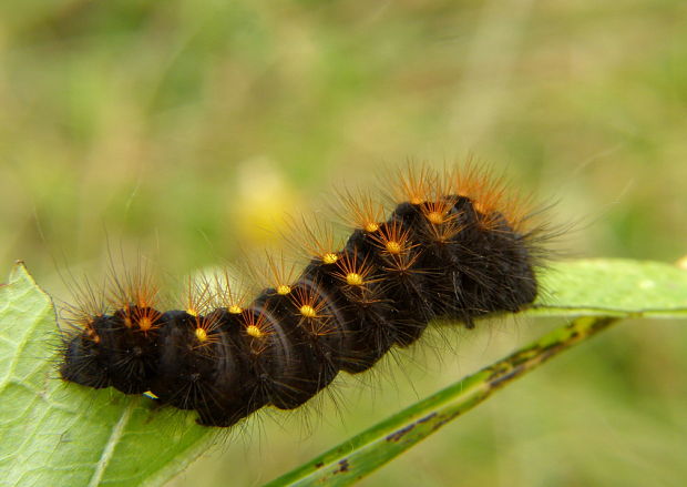 mramorovka rakytová Acronicta auricoma