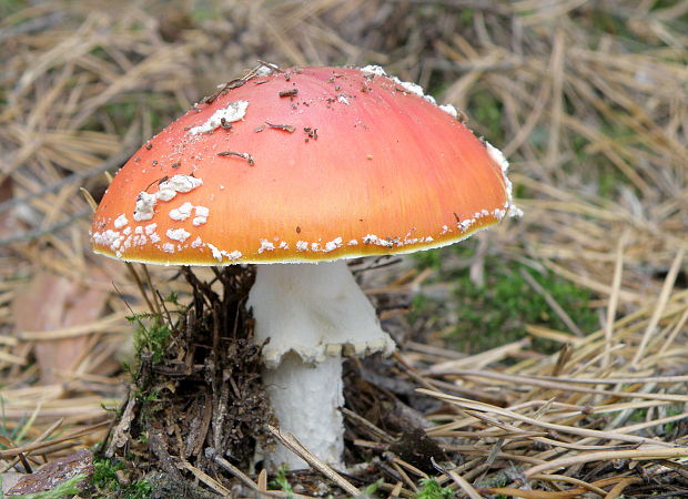 muchotrávka červená Amanita muscaria (L.) Lam.