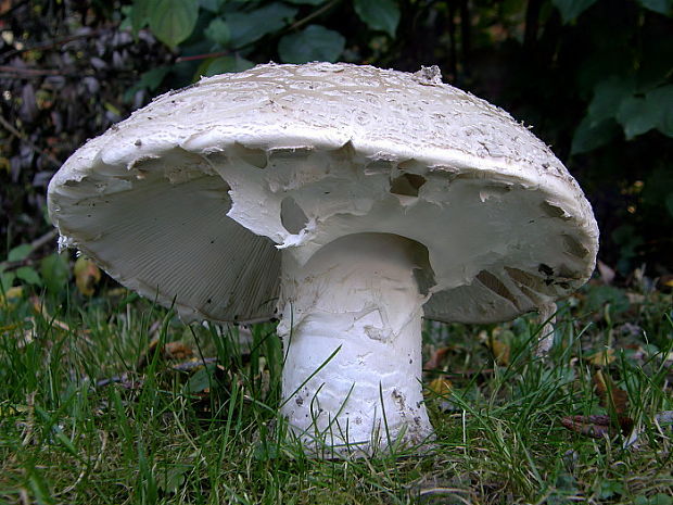 muchotrávka šiškovitá Amanita strobiliformis Gonn. & Rabenh.