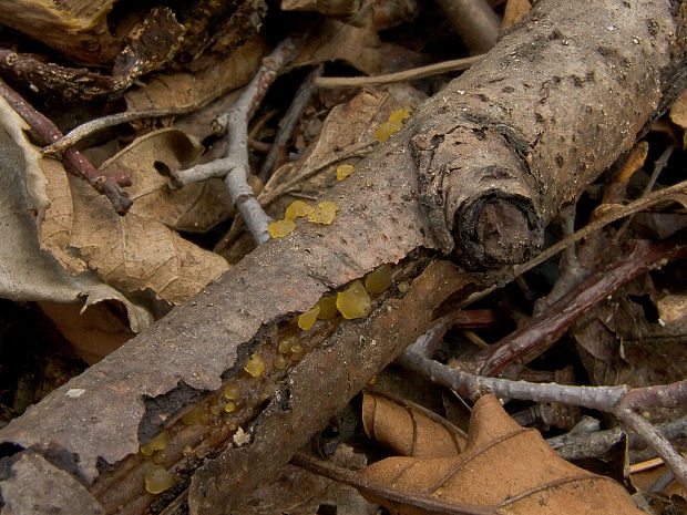 slzovec Dacrymyces lacrymalis (Pers.) Sommerf.