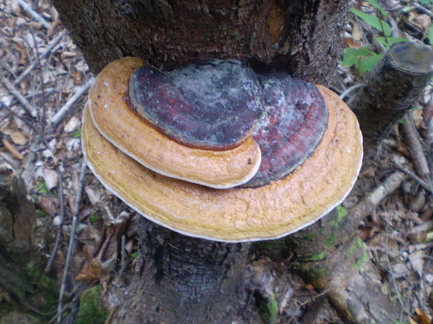 práchnovček pásikavý Fomitopsis pinicola (Sw.) P. Karst.