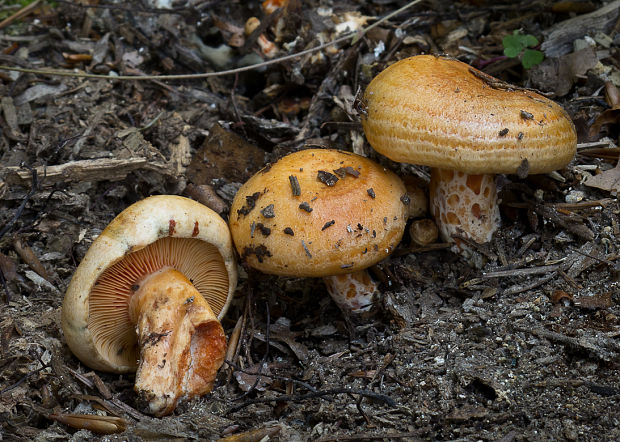 rýdzik lososovoružový Lactarius salmonicolor R. Heim & Leclair