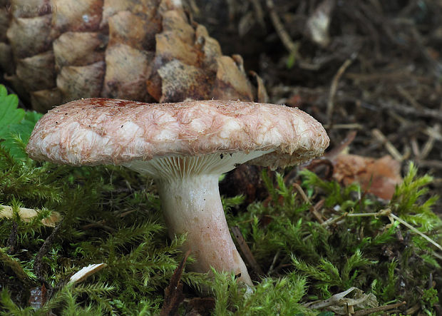 rýdzik kravský Lactarius torminosus (Schaeff.) Gray