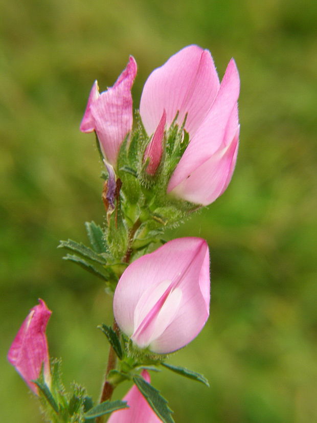 ihlica tŕnitá Ononis spinosa L.