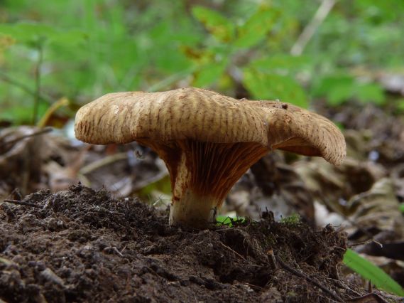 čechračka jelšová Paxillus rubicundulus  P.D. Orton