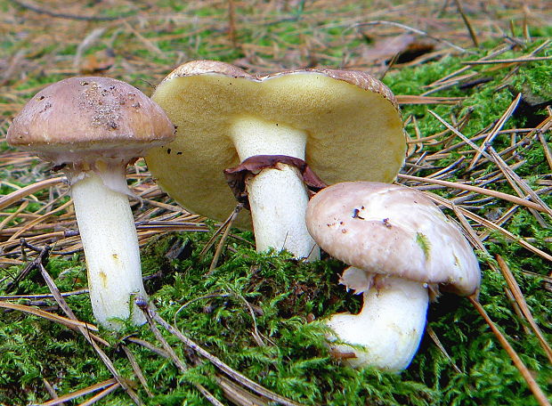 masliak obyčajný Suillus luteus (L.) Roussel