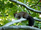 veverica obyčajná (Sciurus vulgaris)
