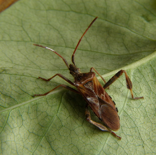 obrubnica americká