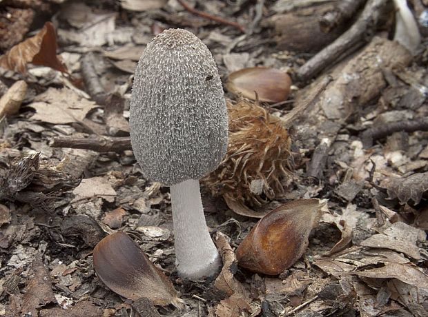 hnojník Coprinopsis sp.