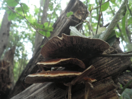 sieťkovček červenkastý? Daedaleopsis confragosa (Bolton) J. Schröt.