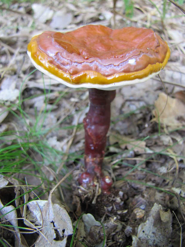 lesklokôrovka obyčajná Ganoderma lucidum (Curtis) P. Karst.