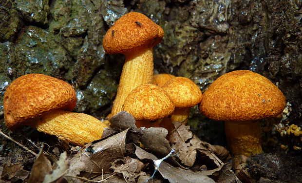 šupinovec nádherný Gymnopilus junonius (Fr.) P.D. Orton