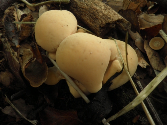 vejárovec obrovský Meripilus giganteus (Pers.) P. Karst.