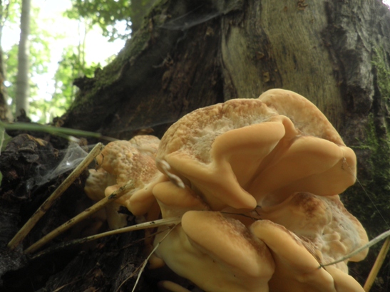 vejárovec obrovský Meripilus giganteus (Pers.) P. Karst.