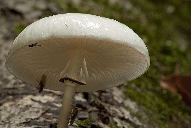 sliznačka obyčajná Mucidula mucida (Schrad.) Pat.