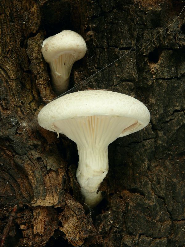 hliva dubová Pleurotus dryinus (Pers.) P. Kumm.