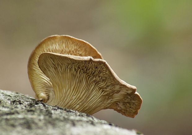 hliva buková Pleurotus pulmonarius (Fr.) Quél.