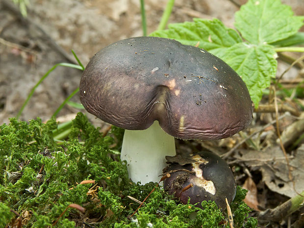 plávka štipľavá Russula badia Quél.