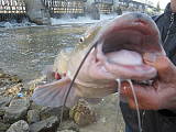 channel Catfish  II.