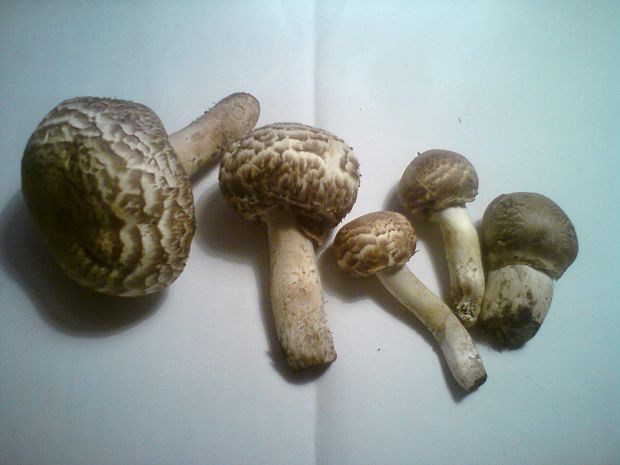 pečiarka trsovitá Agaricus bohusii Bon