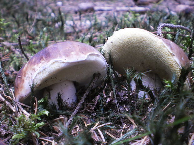 hríb smrekový Boletus edulis Bull.