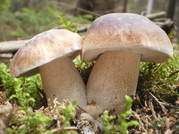 hríb smrekový Boletus edulis Bull.