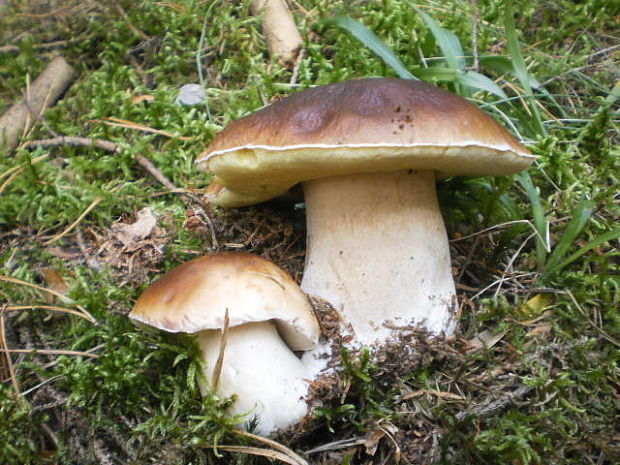 hríb smrekový Boletus edulis Bull.