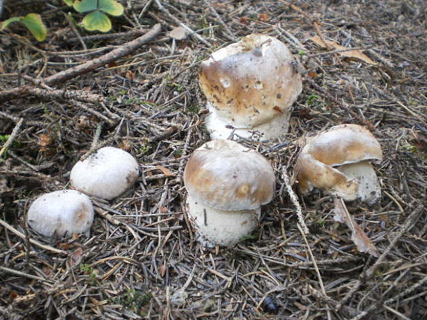 hríb smrekový Boletus edulis Bull.