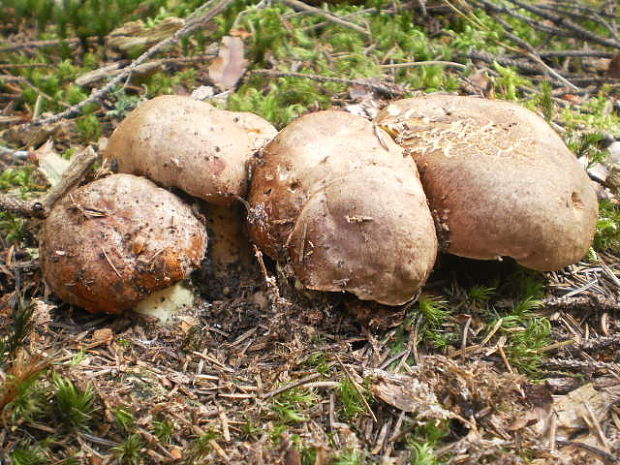 hríb horský Butyriboletus subappendiculatus (Dermek, Lazebn. & J. Veselský) D. Arora & J.L. Frank