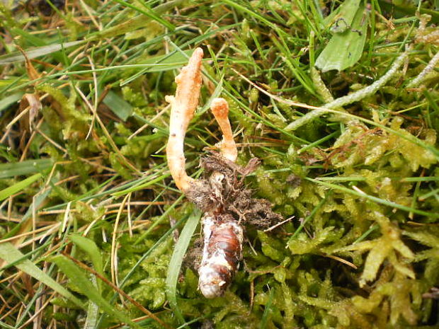 žezlovka hmyzová Cordyceps militaris (Fr.) Link