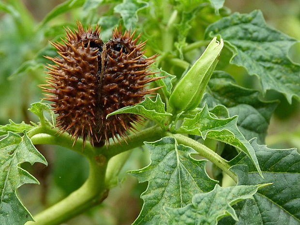 durman obyčajný Datura stramonium L.