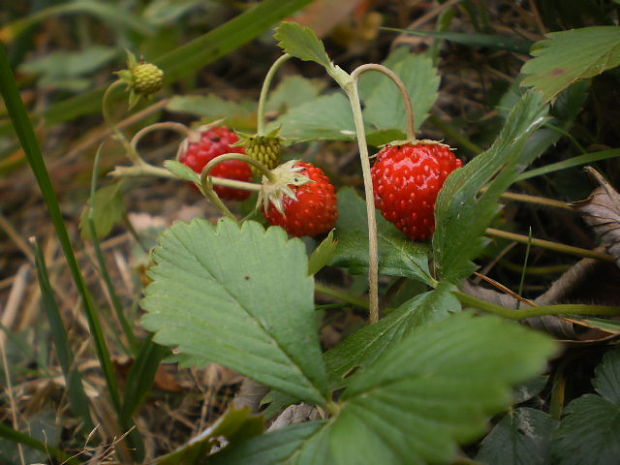 jahoda obyčajná Fragaria vesca L.