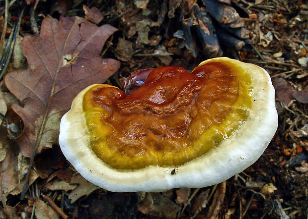 lesklokôrovka obyčajná Ganoderma lucidum (Curtis) P. Karst.