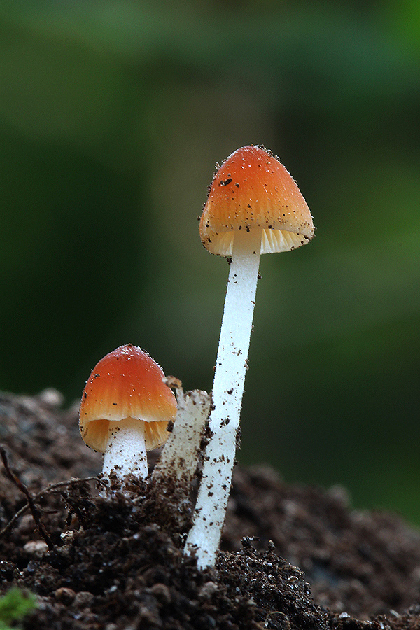 prilbička zorničková Mycena adonis?