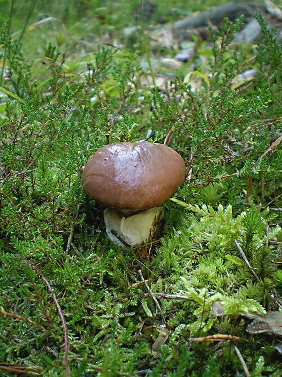 masliak obyčajný Suillus luteus (L.) Roussel