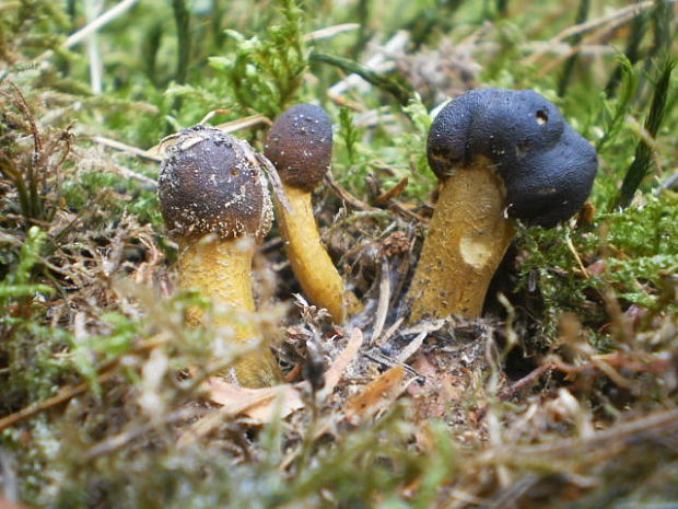 žezlovka hlavičkatá Tolypocladium capitatum (Holmsk.) Quandt, Kepler & Spatafora