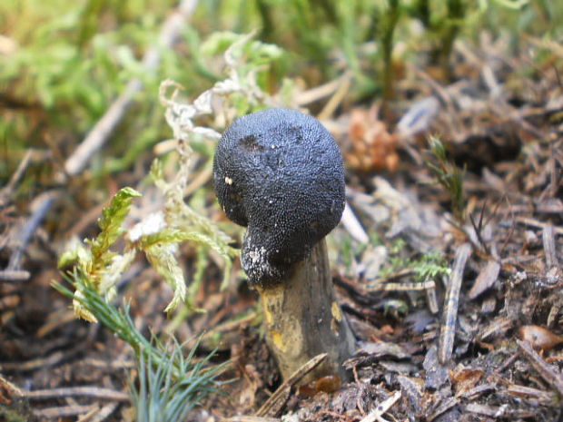 žezlovka hlavičkatá Tolypocladium capitatum (Holmsk.) Quandt, Kepler & Spatafora