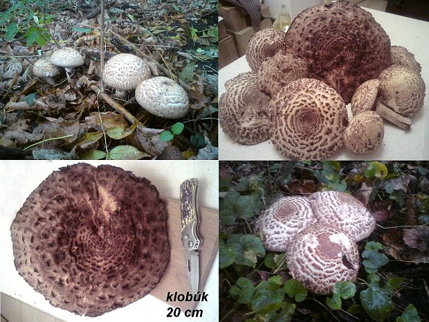 pečiarka trsovitá Agaricus bohusii Bon