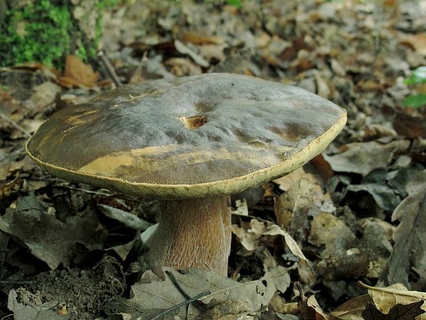 hríb bronzový Boletus aereus Bull. ex Fr.