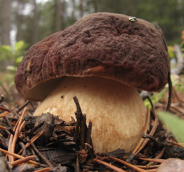 hríb sosnový Boletus pinophilus Pil. et Dermek in Pil.